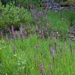 Pedicularis groenlandica 整株植物