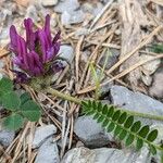 Astragalus hypoglottis Bloem