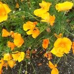 Eschscholzia californicaFlower