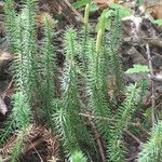 Lycopodium annotinumFrukt