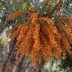Phoenix canariensis Fruto
