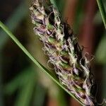 Carex lasiocarpa Fruit