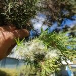 Melaleuca linariifolia ফুল
