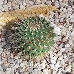 Mammillaria magnimamma Blatt