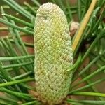 Cedrus deodaraFlower