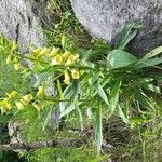 Digitalis grandiflora Hábito