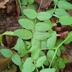 Vicia dumetorum Leaf