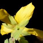 Hypericum cerastoides Blodyn