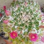 Mammillaria backebergiana 花