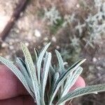 Phlomis lychnitis Leaf