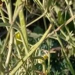 Diplotaxis tenuifolia Fruit