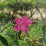 Rhododendron simsiiफूल