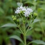 Stevia rebaudiana Λουλούδι