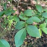 Vaccinium pallidum Leaf