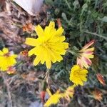 Hypochaeris robertia Hoja