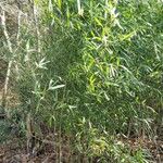 Phyllostachys nigra Habitat