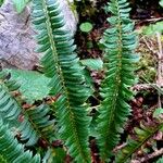 Polystichum lonchitis 葉