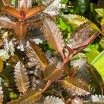 Haloragis erecta Leaf