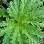 Gunnera tinctoria Blad