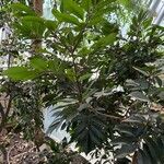 Cunonia capensis Hábito