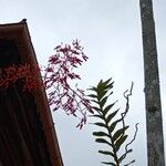 Renanthera coccinea Flower