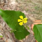 Goodenia ovata Blomst