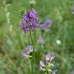 Medicago sativaFlower