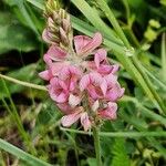 Onobrychis arenaria പുഷ്പം