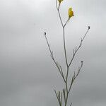 Linaria spartea Habit