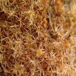 Platycerium elephantotis Fruit