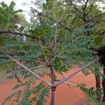 Vachellia robusta Агульны выгляд