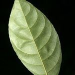 Rinorea pubiflora
