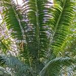 Cycas thouarsii Leaf