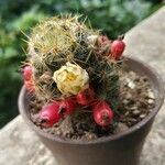 Mammillaria proliferaЛист