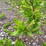 Salix viminalis Φύλλο