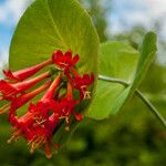 Lonicera ciliosa Flower