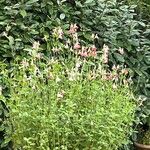 Salvia × accidentalis