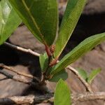 Antidesma venosum Leaf