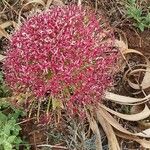 Ammocharis tinneana Λουλούδι