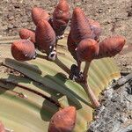 Welwitschia mirabilis Kwiat