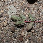 Hoffmannseggia minor Leaf