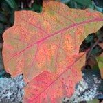 Quercus rubra葉