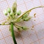Allium saxatile Fleur