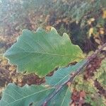 Quercus bicolor Leaf