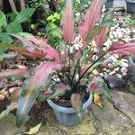 Caladium bicolor Foglia