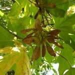 Acer macrophyllum Fruto