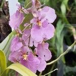 Ionopsis utricularioides Flower