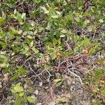 Arctostaphylos patula Fruit