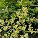 Acacia gaumeri Flower