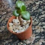 Crassula multicava ഇല